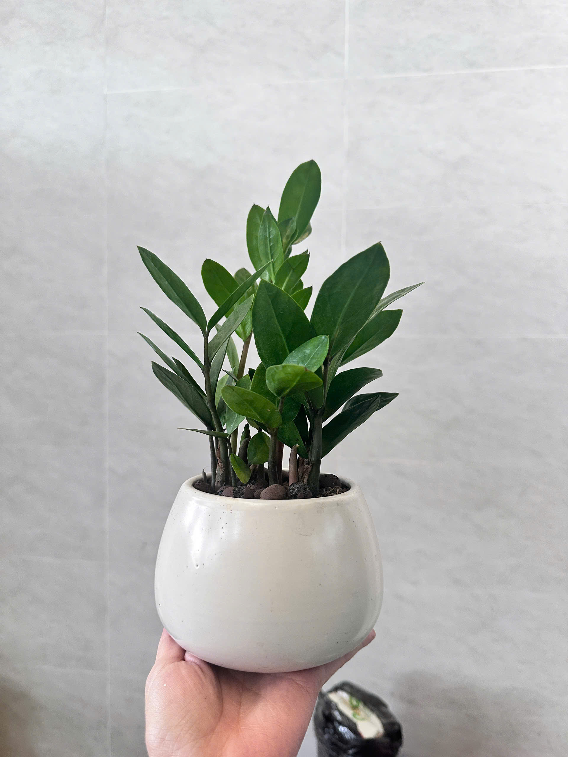 Cách chăm sóc cây kim tiền để bàn văn phòng _Vinatrees